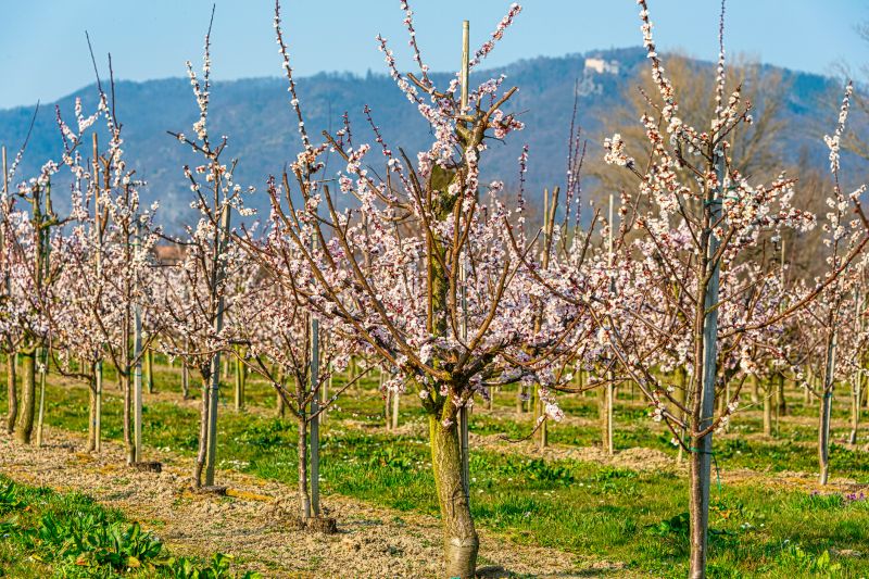 Pear Trees Pruning