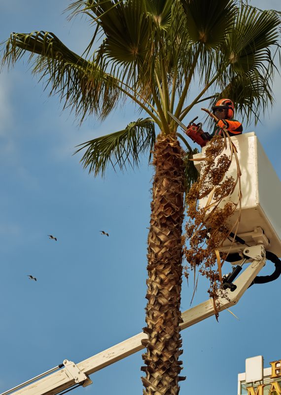 Queen Palm Tree Trimming