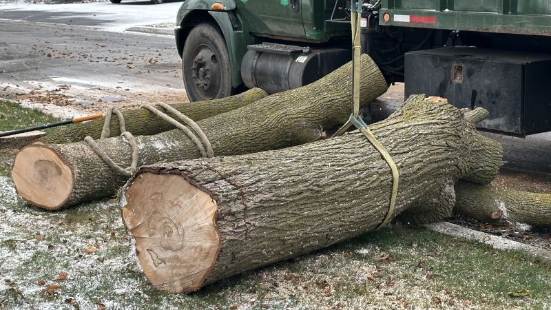 Residential Tree Service