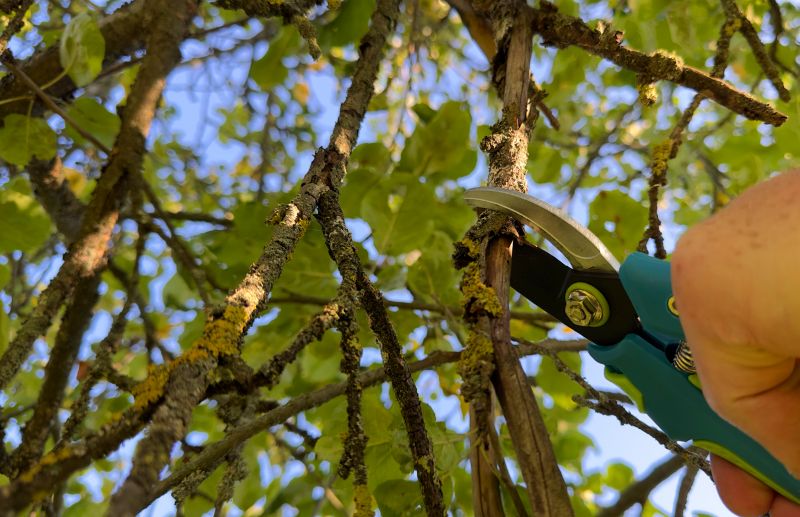 Tree Branch Cutting