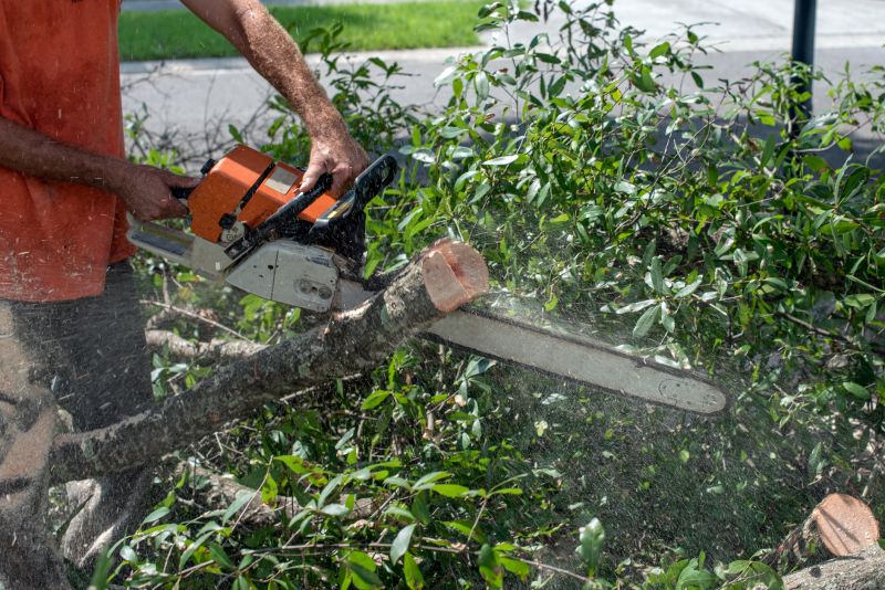Tree Branch Cutting