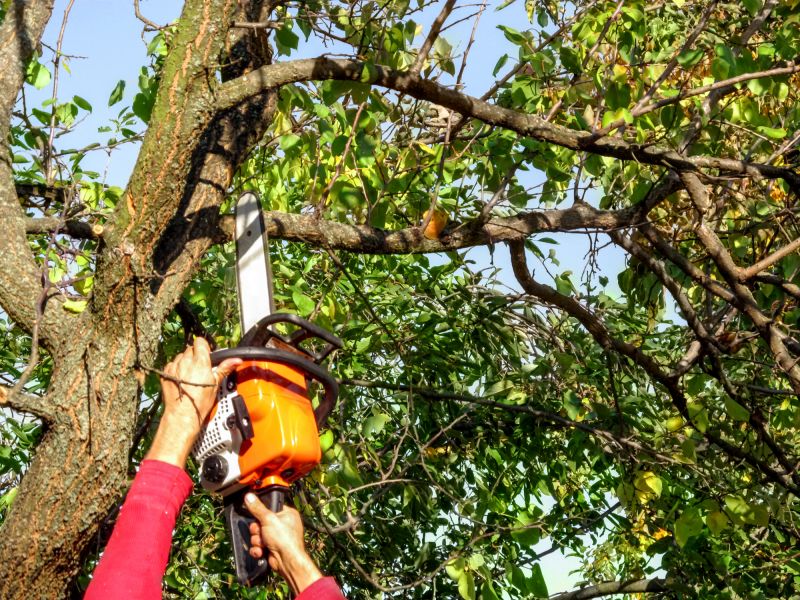 Tree Branch Cutting