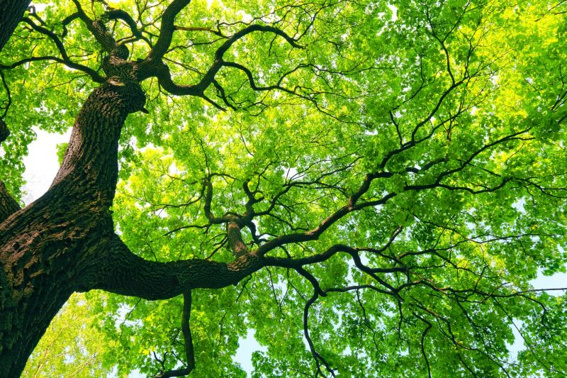 Tree Canopy Thinning