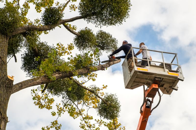 Tree Limb Trimming Service