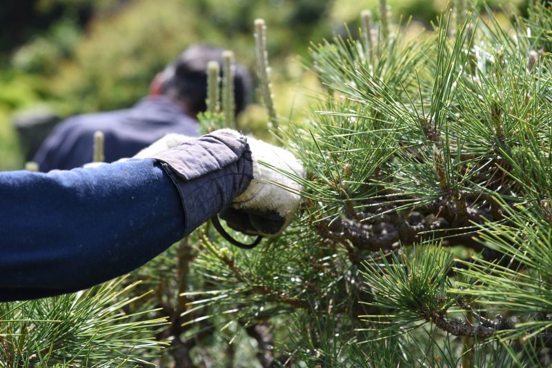 Tree Pruning