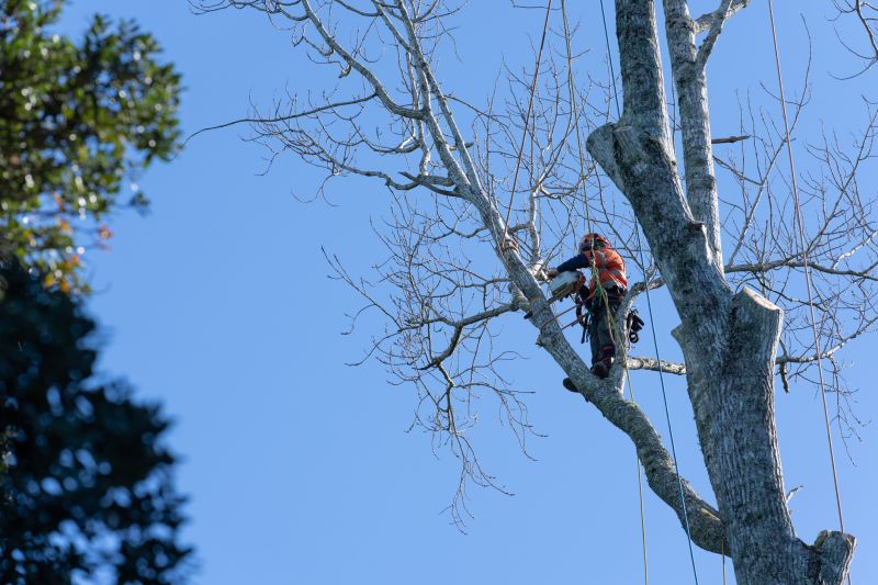 Arborist Performing Precision Pruning