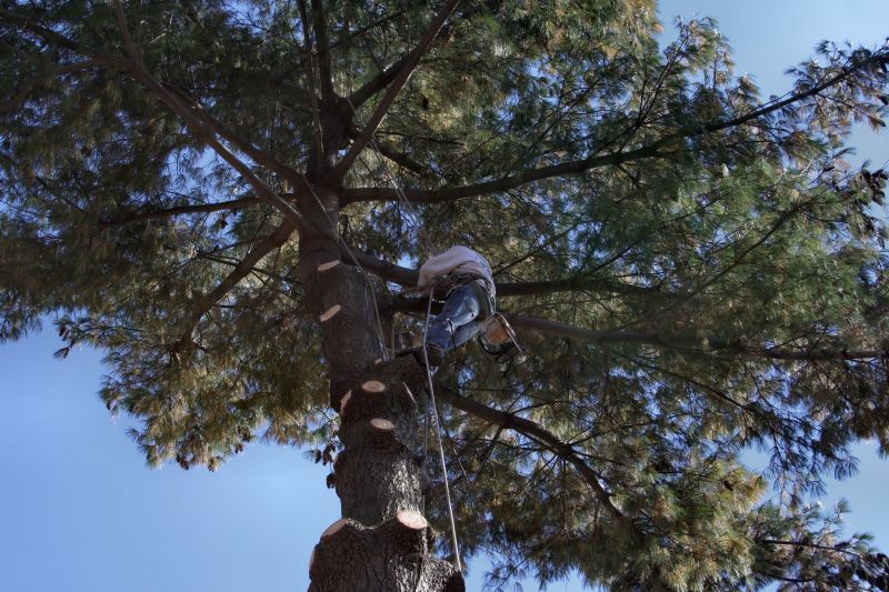 Tree Risk Assessment