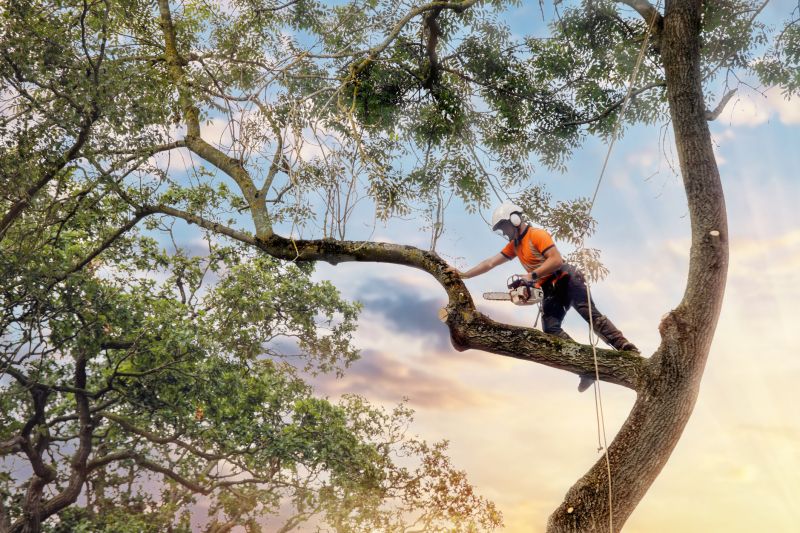 Climbing Tree Care