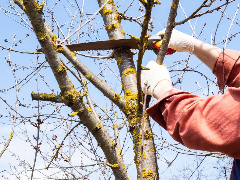 Tree Health Assessment