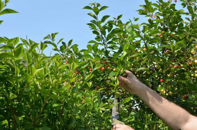 Precision Pruning