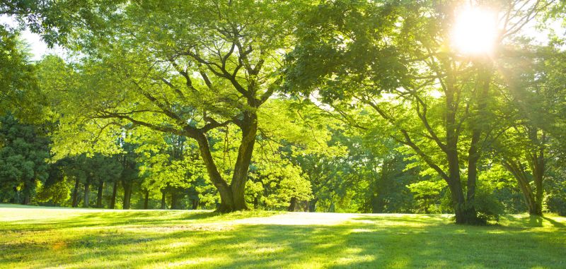 Lush Tree Canopy