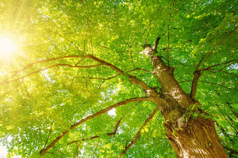 Healthy Tree Canopy