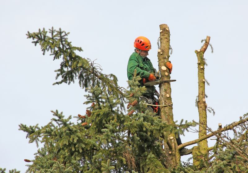 Trimmed Tree Branches