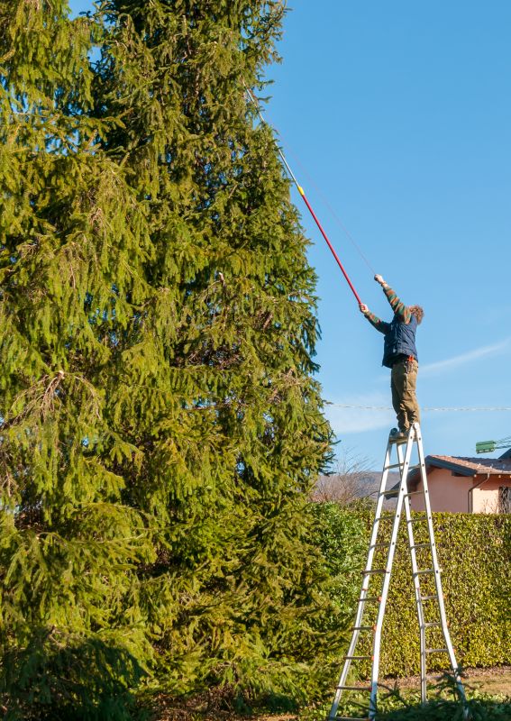 Holiday Tree Maintenance