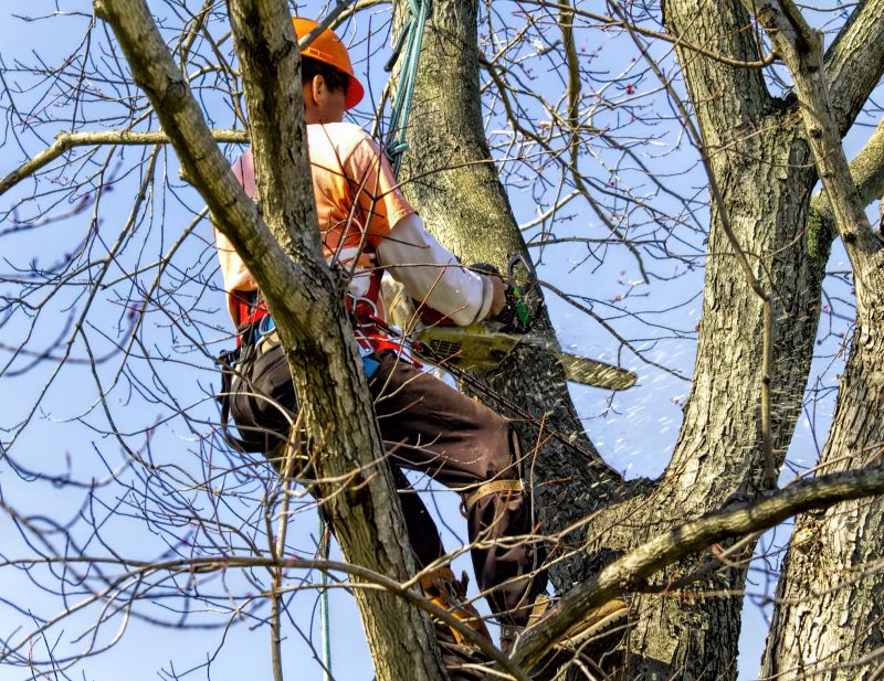 Tree Trimmings